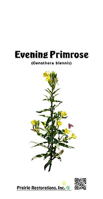 Oenothera biennis (Evening Primrose) Seed Packet