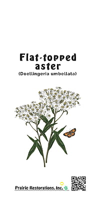 Doellingeria umbellata (Flat-topped Aster) Seed