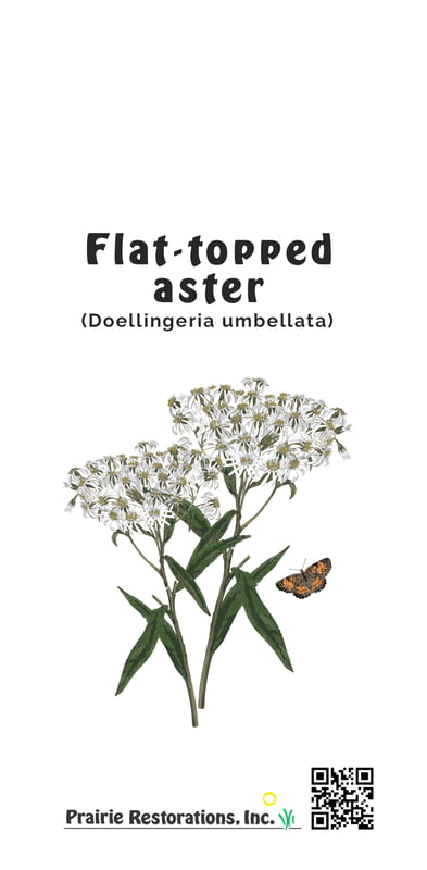 Doellingeria umbellata (Flat-topped Aster) Seed