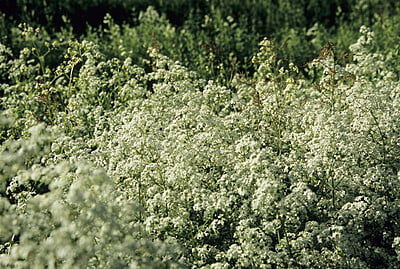 Galium boreale (Northern bedstraw)