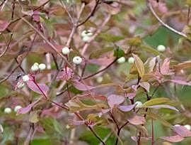 Cornus racemosa (Gray dogwood)