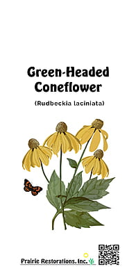 Rudbeckia laciniata (Green-headed Coneflower) Seed Packet