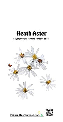 Symphyotrichum ericoides (Heath Aster) Seed Packet