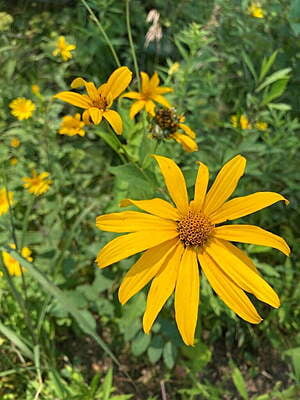 Helianthus strumosus (Woodland sunflower)