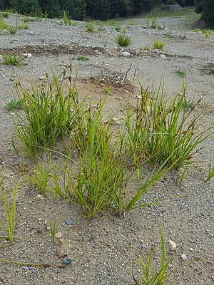 Carex houghtoniana (Houghton's Sedge)