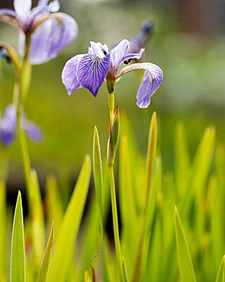 Iris versicolor (Blue flag iris)