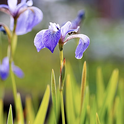 Wetland Wildflower Purple Pack