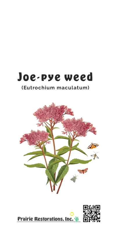 Eutrochium maculatum (Joe-pye Weed) Seed