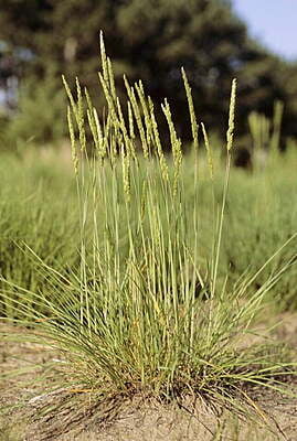 Koeleria macrantha (June grass)