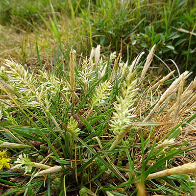 Koeleria macrantha (June grass)