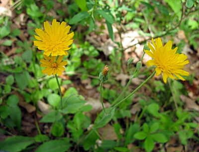 Krigia biflora (Two-flowered Cynthia) 6-pack