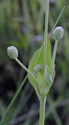 Krigia biflora (Two-flowered Cynthia) 6-pack