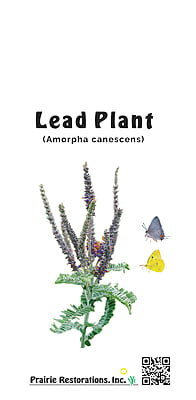 Amorpha canescens (Lead Plant) Seed