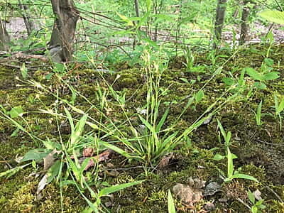 Luzula acuminata (Hairy woodrush) 6-pack