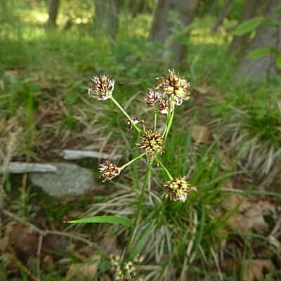 Luzula multiflora (Many-flowered woodrush) 6-pack