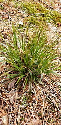 Luzula multiflora (Many-flowered woodrush) 6-pack