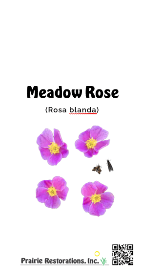 Rosa blanda (Meadow Rose) Seed Packet