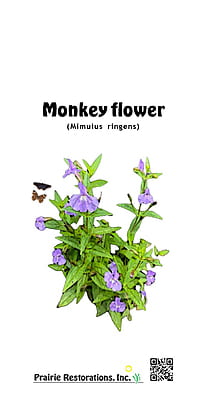Mimulus ringens (Monkey Flower) Seed Packet