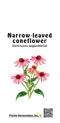 Echinacea angustifolia (Narrow-leaved Coneflower) Seed