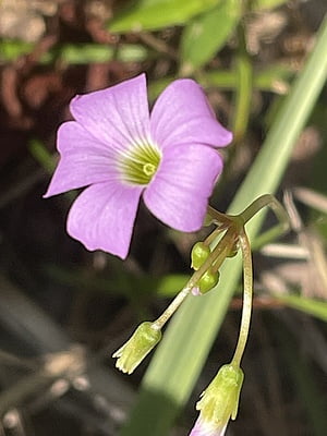 Oxalis violacea (Violet wood sorrel)