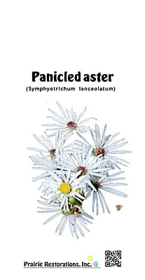 Symphyotrichum lanceolatum (Panicled Aster) Seed Packet