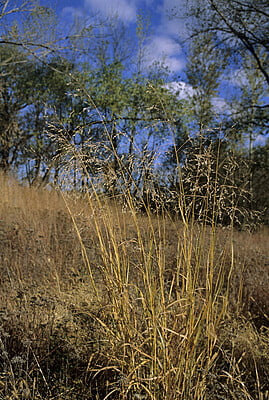  Panicum virgatum (Switchgrass)
