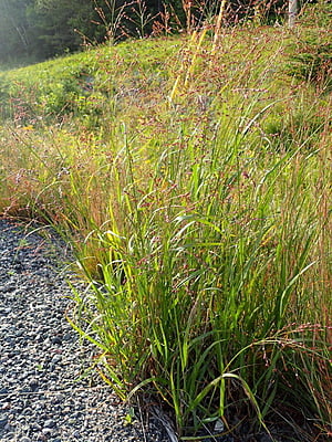  Panicum virgatum (Switchgrass)