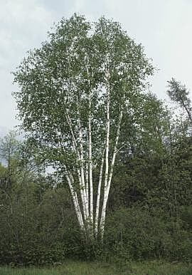 Betula papyrifera (Paper birch)