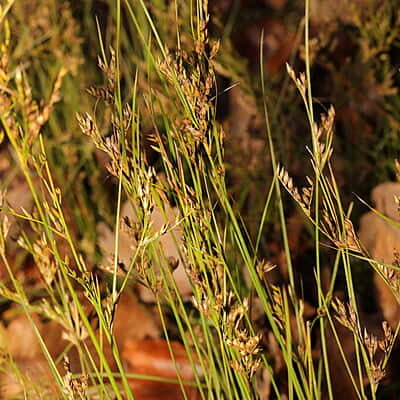 Juncus tenuis (Path rush) Seed 1 Oz.