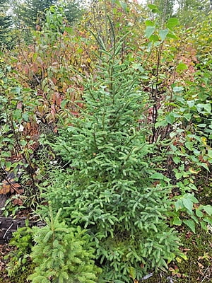 Picea mariana (Black spruce)