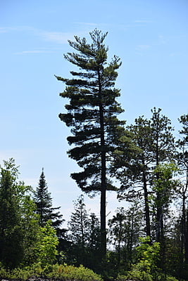 Pinus strobus (White pine)