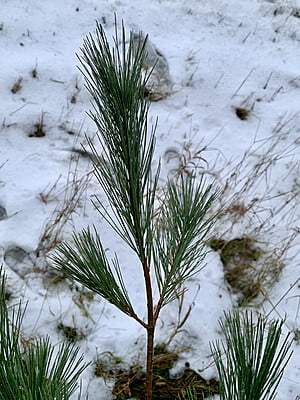 Pinus strobus (White pine)