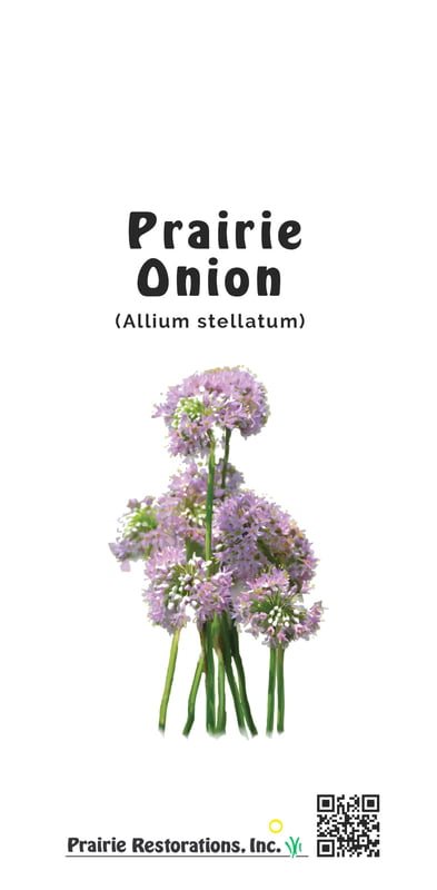 Allium stellatum (Prairie Onion) Seed Packet