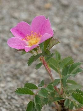 Rosa arkansana (Prairie rose)