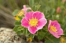 Rosa arkansana (Prairie rose)