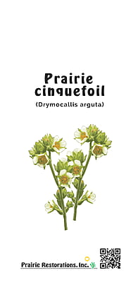 Drymocallis arguta (Prairie Cinquefoil) Seed Packet
