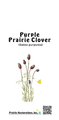 Dalea purpurea (Purple prairie clover)
