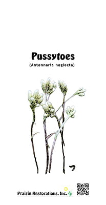 Antennaria neglecta (Pussytoes) Seed Packet