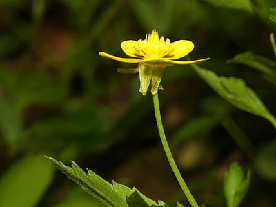 Ranunculus hispidus (Swamp buttercup)