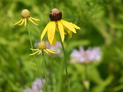 Ratibida pinnata (Yellow conflower)