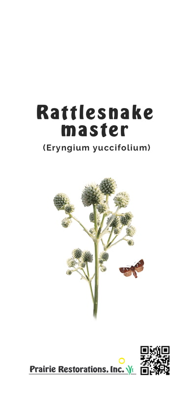 Eryngium yuccifolium (Rattlesnake Master) Seed Packet