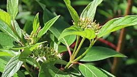 Cornus sericea (Red-osier dogwood)