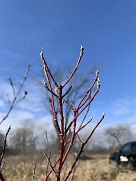 Cornus sericea (Red-osier dogwood)