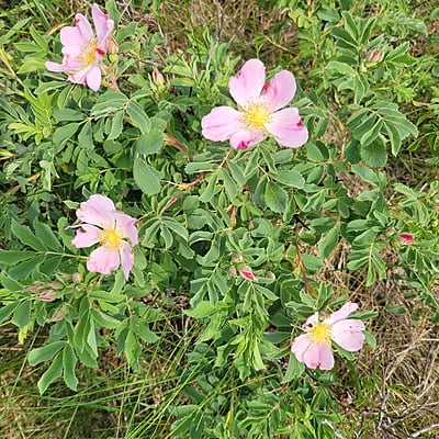 Rosa blanda (Meadow Rose)