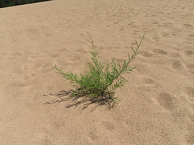 Salix interior (Sandbar willow)
