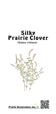 Dalea villosa (Silky Prairie Clover) Seed Packet