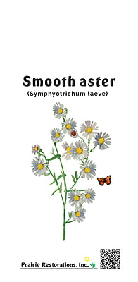 Symphyotrichum laeve (Smooth Aster) Seed Packet