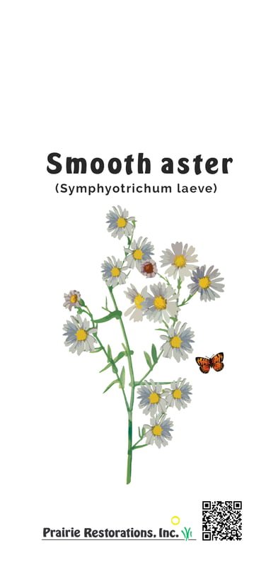 Symphyotrichum laeve (Smooth Aster) Seed Packet