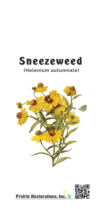 Helenium autumnale (Sneezeweed) Seed Packet
