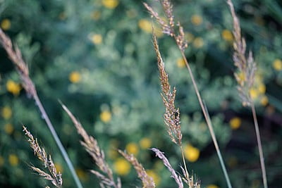  Sorghastrum nutans (Indian grass)